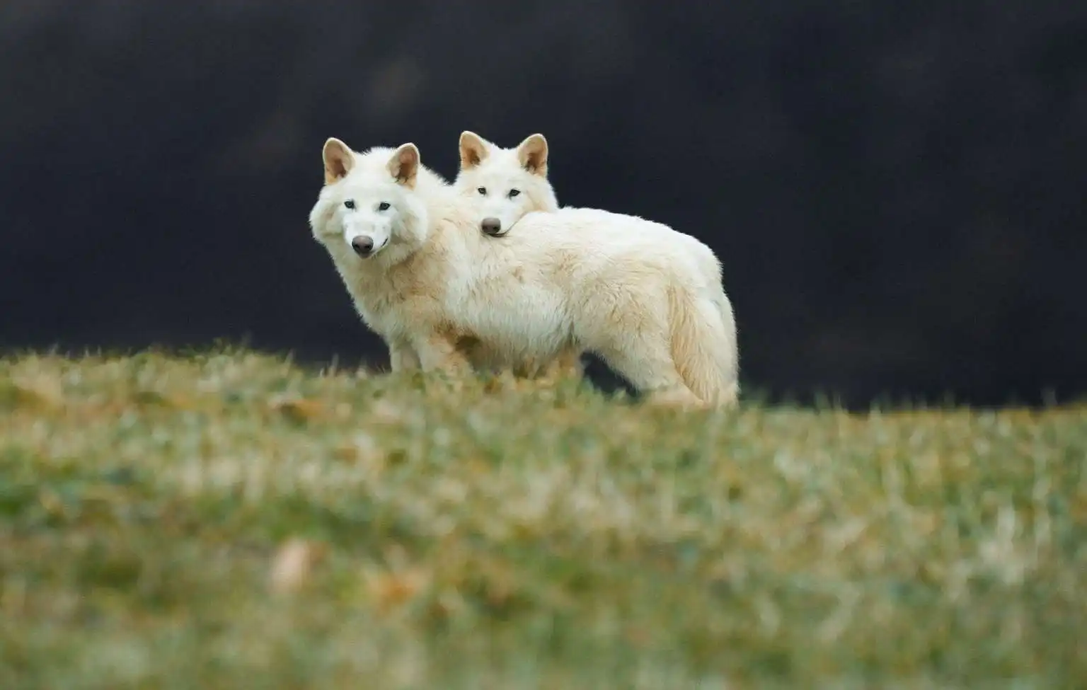 Colossal公司复活的恐狼现已组队狩猎