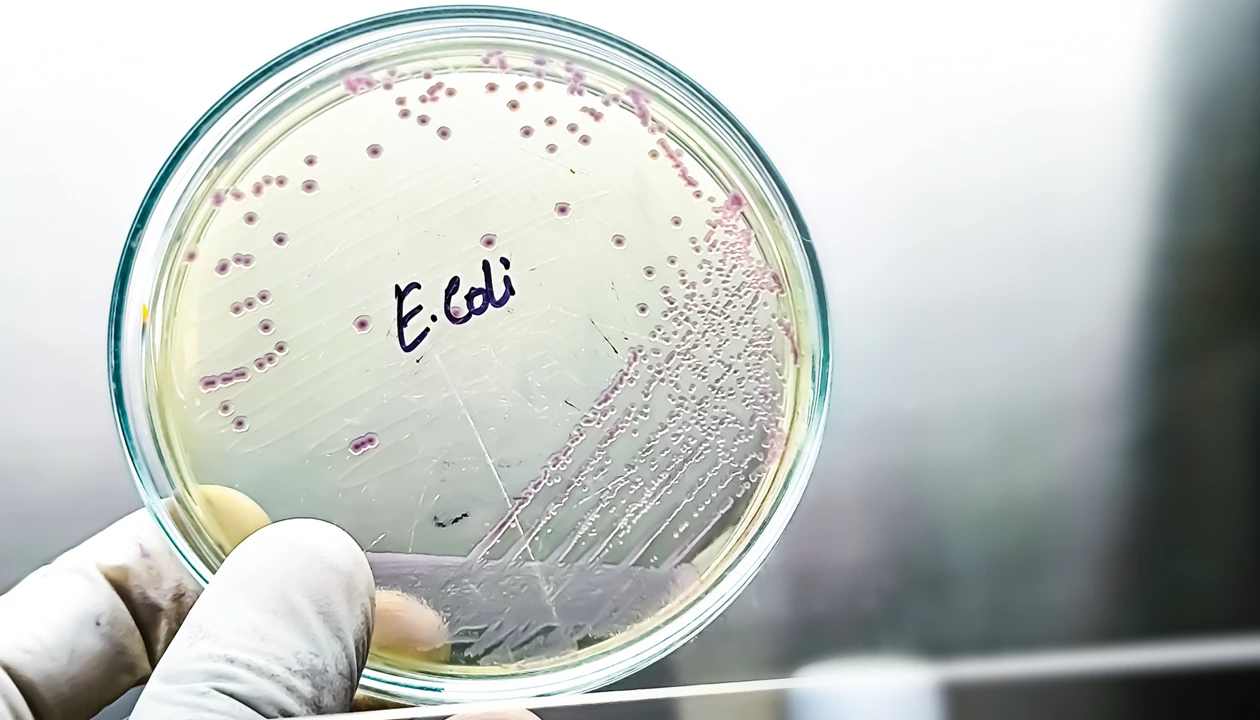 首尔国立大学开发出CRISPR"终止开关"，无需切割DNA即可使细菌失活
