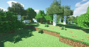 Forest